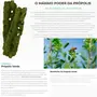 Extrato de Própolis Verde Propomax Apis Flora 30 Cápsulas