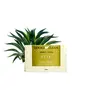 Kit 4 Sabonete de Pita (Agave Americana) Derma Clean 100g